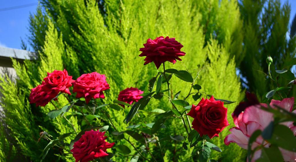 Hotel La Casa Delle Rose La Spezia Esterno foto